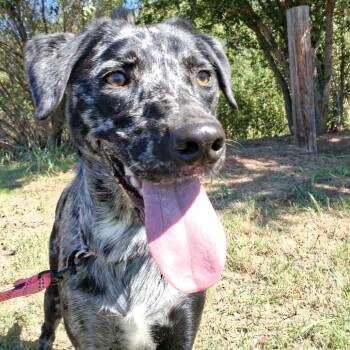 Cookie -  Australian Shepherd Dog for Adoption in Duncan, Oklahoma - Cookie | PetCurious