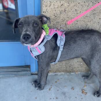 Rescue Terrier and Schnauzer Dogs for Adoption in Escondido, California - Bella | PetCurious