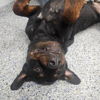 Beta -  Mixed Breed Dog for Adoption in Greenville, South Carolina - Beta | PetCurious