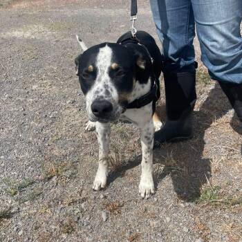 Mixed Breed Dogs Available for Adoption in Prineville, Oregon - Thomas | PetCurious