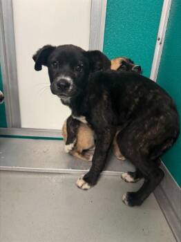 Cane Corso and Mixed Breed Dogs Available for Adoption - A471188 | PetCurious