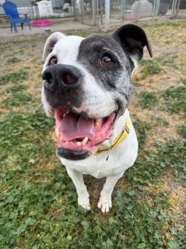 Rescue Pit Bull Terrier and Boxer Dogs for Adoption in Sacramento, California - POSEY | PetCurious