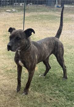 Rescue Labrador Retriever and American Staffordshire Terrier Dogs for Adoption in Merrimac, Massachusetts - Jack | PetCurious