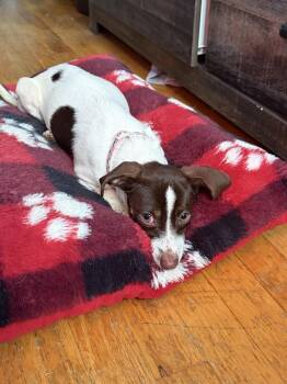 1617 / Pepper -  Terrier Dog for Adoption in Plymouth, Michigan - 1617 / Pepper | PetCurious