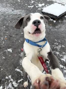 Mixed Breed Dogs Available for Adoption - Phoenix | PetCurious