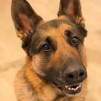 German Shepherd Dog Dogs Available for Adoption in Durango, Colorado - Rocko | PetCurious