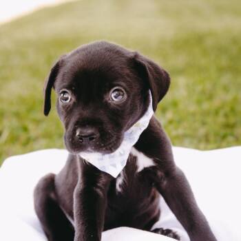 Porter D12337 -  Catahoula Leopard Dog and Chihuahua Dog for Adoption - Porter D12337 | PetCurious