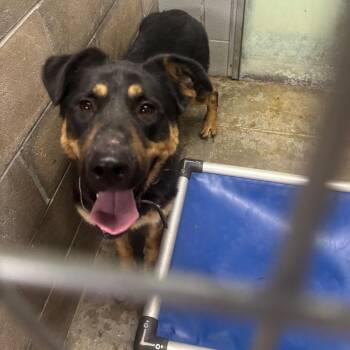 Duke -  German Shepherd Dog Dog for Adoption in Brookfield, Missouri - Duke | PetCurious