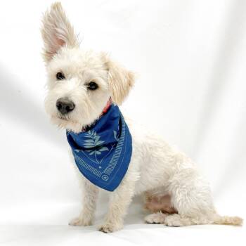699 (2026) Bruno -  Terrier and Miniature Poodle Dog for Adoption in Parker, Colorado - 699 (2026) Bruno | PetCurious