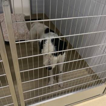 Mr. Peabody -  Mixed Breed Dog for Adoption in West Palm Beach, Florida - Mr. Peabody | PetCurious