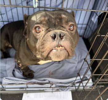 Bulldog Dogs Available for Adoption in Plainfield, Illinois - Liberty  | PetCurious
