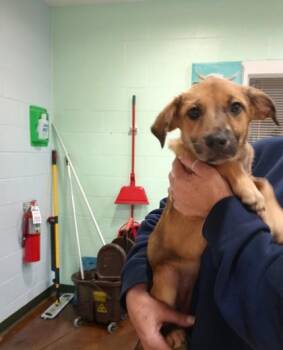 Terrier Dogs Available for Adoption in Cincinnati, Ohio - Lemon | PetCurious