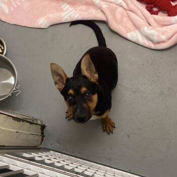 Jordan -  Mixed Breed Dog for Adoption in Charleston, West Virginia - Jordan | PetCurious