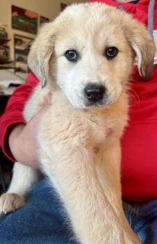 Great Pyrenees Dogs Available for Adoption - Libi | PetCurious