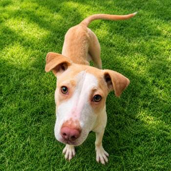 Mixed Breed Dogs Available for Adoption in Binghamton, New York - Lani | PetCurious
