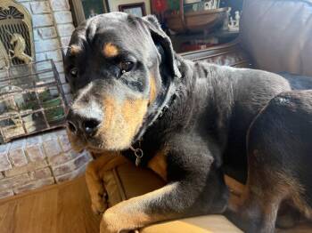 Nutmeg -  Rottweiler Dog for Adoption in Severance, Colorado - Nutmeg | PetCurious