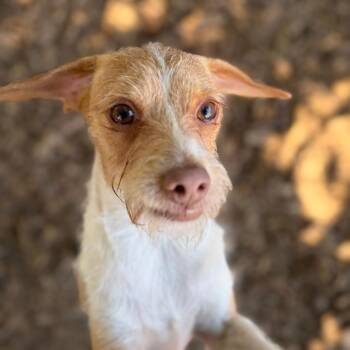 Mr. Bubbles -  Wirehaired Terrier and Rat Terrier Dog for Adoption in Chico, California - Mr. Bubbles | PetCurious