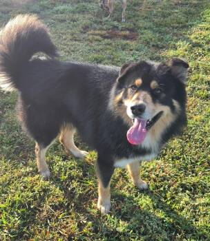 Kyle -  German Shepherd Dog Dog for Adoption in Petersburg, Indiana - Kyle | PetCurious