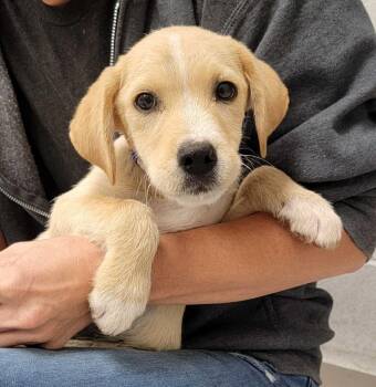 New Mexico -  Mixed Breed Dog for Adoption in Chillicothe, Ohio - New Mexico | PetCurious