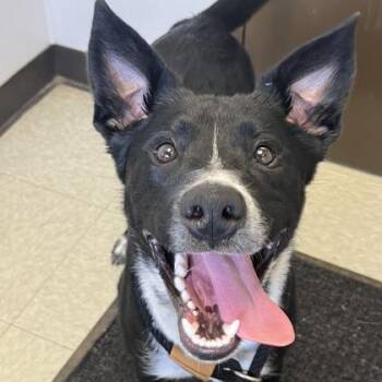Rover -  Mixed Breed Dog for Adoption in Dubuque, Iowa - Rover | PetCurious