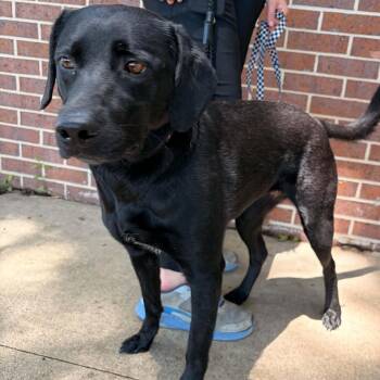 Black Labrador Retriever Dogs Available for Adoption in Waterloo, Iowa - Lizzy | PetCurious