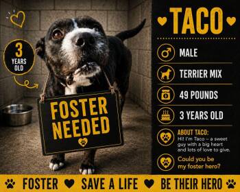 Taco -  Terrier Dog Available for Adoption - Taco | PetCurious