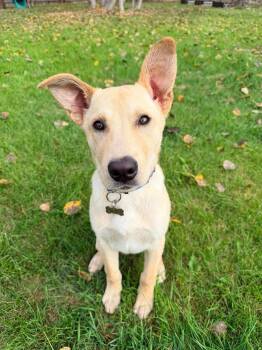 Joey -  Labrador Retriever Dog for Adoption in Grand Forks, North Dakota - Joey | PetCurious