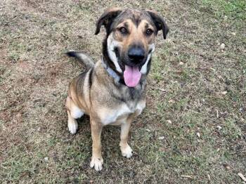German Shepherd Dog Dogs Available for Adoption - Gordon | PetCurious