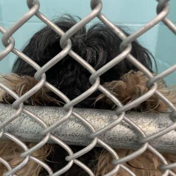 Shih Tzu Dogs Available for Adoption - Peluche | PetCurious