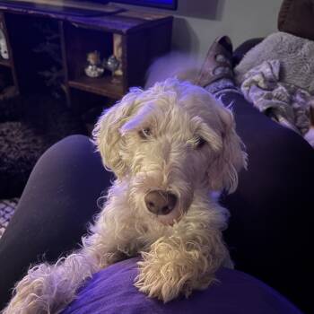 Pearl -  Poodle Dog for Adoption in East Lansing, Michigan - Pearl | PetCurious