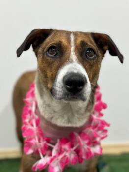 Pineapple-One of our Amazing Rescue Dogs -  Shepherd and Plott Hound Dog for Adoption in Carlsbad, California - Pineapple-One Of Our Amazing Rescue Dogs | PetCurious