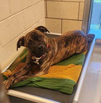 Rescue Pit Bull Terrier Dogs for Adoption - Jake | PetCurious