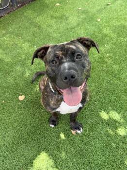 Reggie -  American Staffordshire Terrier Dog for Adoption in Glendale, Arizona - Reggie | PetCurious