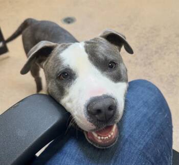 JEEP -  Pit Bull Terrier Dog for Adoption in Martinez, California - JEEP | PetCurious