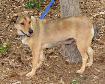 Rescue Shepherd Dogs for Adoption in Lake Wylie, South Carolina - Cookie | PetCurious