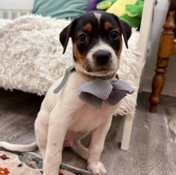 Mr Potato Tiktak Toy Story -  Jack Russell Terrier and Rat Terrier Dog for Adoption in Friendswood, Texas - Mr Potato Tiktak Toy Story | PetCurious