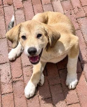 Swaggles -  Great Pyrenees Dog for Adoption in Princeton, Massachusetts - Swaggles | PetCurious