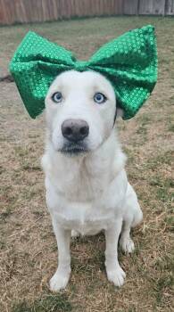 Husky Dogs Available for Adoption - Paloma | PetCurious