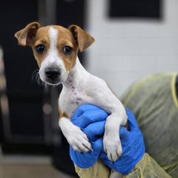 Crayellow -  Chihuahua and Mixed Breed Dog for Adoption in Incline Village, Nevada - Crayellow | PetCurious