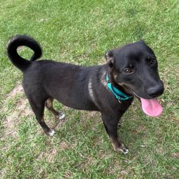 Shepherd and German Shepherd Dog Dogs Available for Adoption in Houston, Texas - Stella Friendly, Affectionate, Cuddles & Loyal Companion! | PetCurious