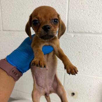 Protozoa -  Chihuahua and Mixed Breed Dog for Adoption in Edinburg, Texas - Protozoa | PetCurious