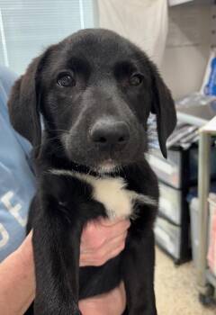 Labrador Retriever and Retriever Dogs Available for Adoption in St. George, Utah - Ember | PetCurious