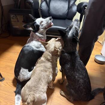 Peppa -  French Bulldog Dog for Adoption in Decatur, Alabama - Peppa | PetCurious