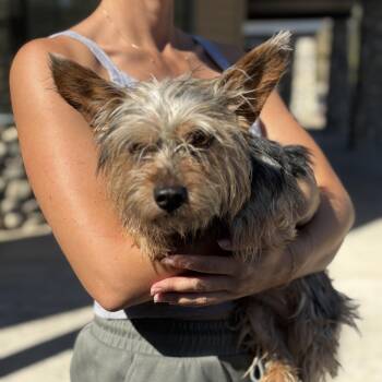 Yorkshire Terrier Dogs Available for Adoption in Los Angeles, California - LILY | PetCurious