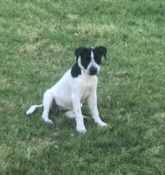 Pepper -  Hound Dog for Adoption in Lewisville, Texas - Pepper | PetCurious