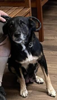 Rescue Shepherd Dogs for Adoption in Cairo, Georgia - Piper | PetCurious