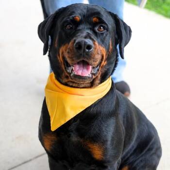 RAIN -  Rottweiler Dog for Adoption in San Antonio, Texas - RAIN | PetCurious