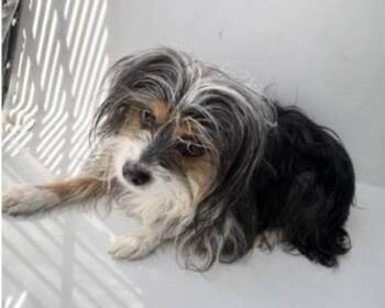 Yorkshire Terrier Dogs Available for Adoption - A651286 | PetCurious