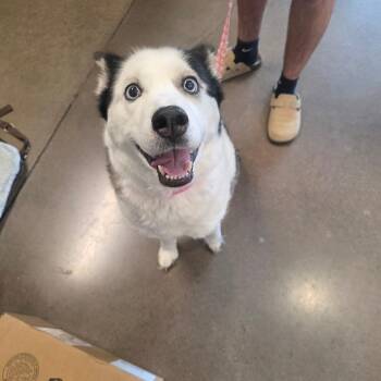 Luna -  Husky Dog for Adoption in Chattanooga, Tennessee - Luna | PetCurious