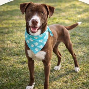 Daisy -  Mixed Breed Dog for Adoption in Hagerstown, Maryland - Daisy | PetCurious